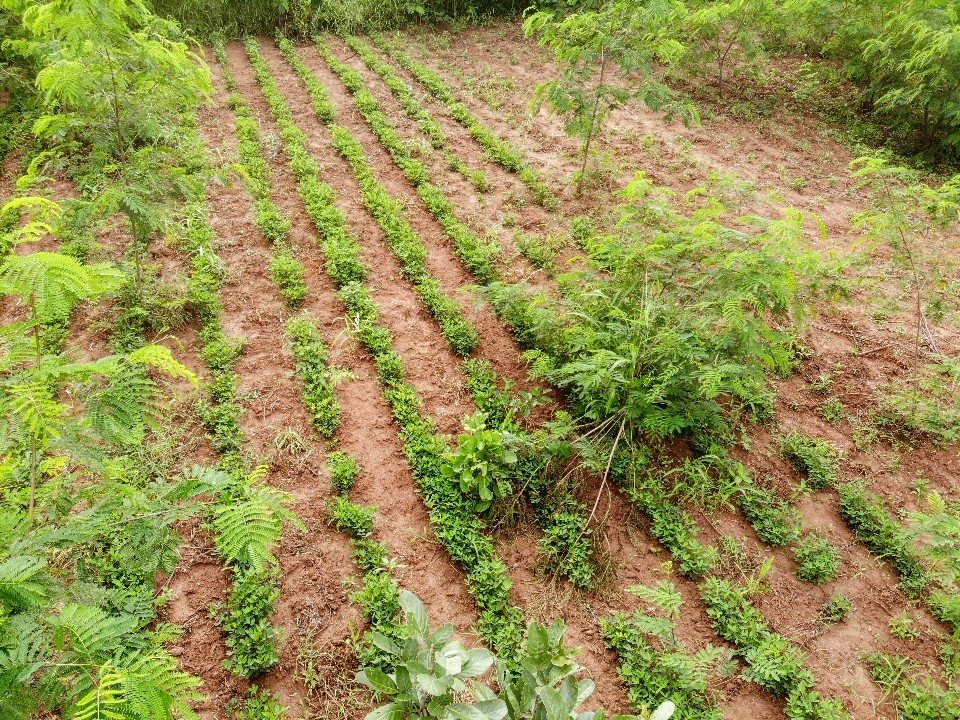 Conservation Farming Training